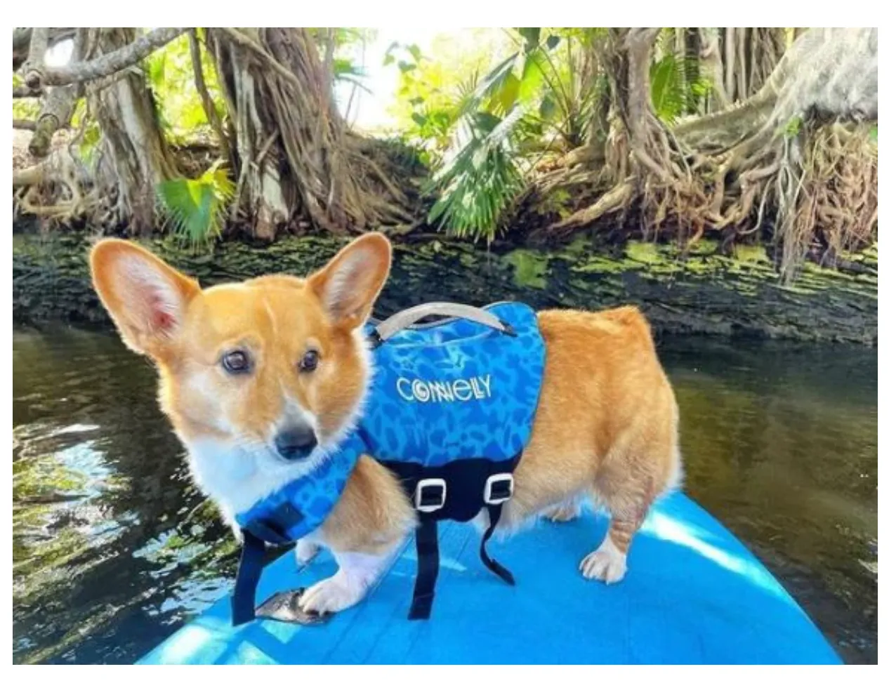 CONNELLY NEO DOG VEST